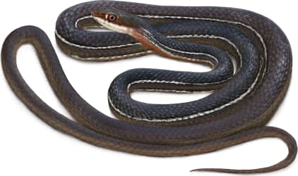 Schott's Whipsnake