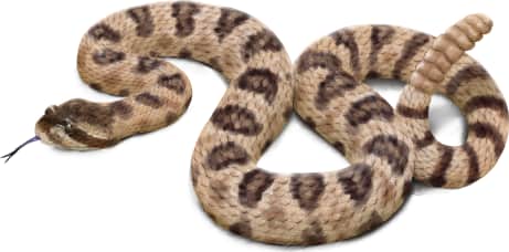 Western Rattlesnake