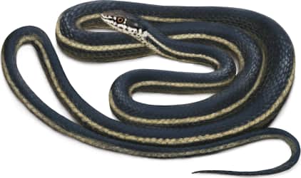 Striped Racer