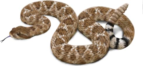 Red Diamond Rattlesnake
