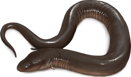 Two-toed Amphiuma