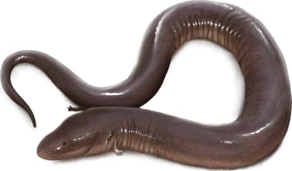 Three-toed Amphiuma