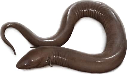 One-toed Amphiuma
