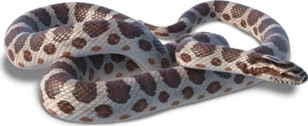 Great Plains Ratsnake — Slowinski's Cornsnake