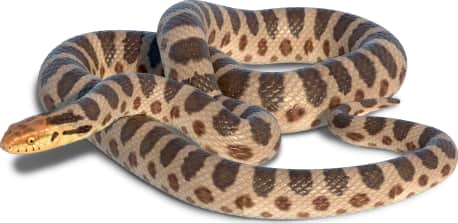 Western Foxsnake