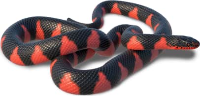 Mudsnake