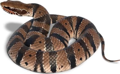 Florida Cottonmouth