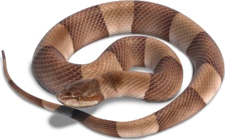 Broad-banded Copperhead