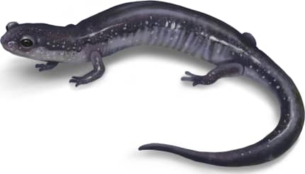 Northern Ravine Salamander