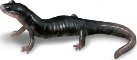 Blue Ridge Gray-cheeked Salamander