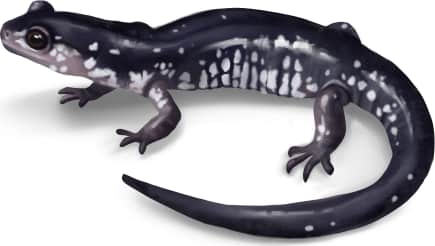 Chattahoochee Slimy Salamander