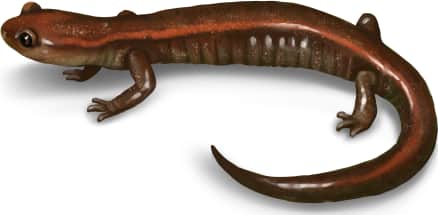 Del Norte Salamander