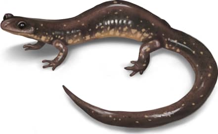 Dixie Caverns Salamander