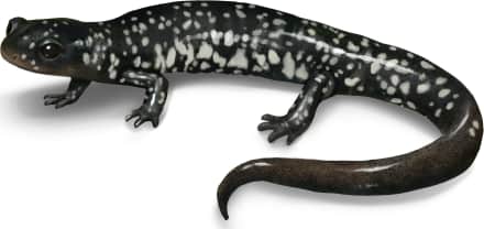 Northern Slimy Salamander