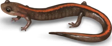 Ozark Zigzag Salamander