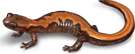 Northern Zigzag Salamander