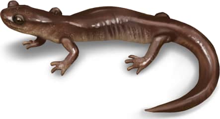 Scott Bar Salamander