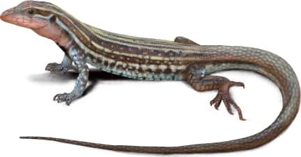 Common Spotted Whiptail
