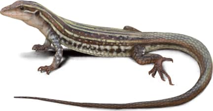 Common Spotted Whiptail — Common Spotted Whiptail Female