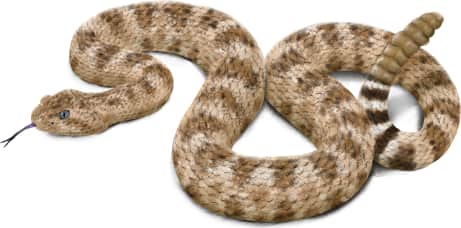 Southwestern Speckled Rattlesnake