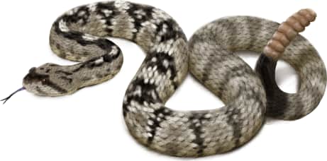 Eastern Black-tailed Rattlesnake