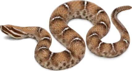 Ridge-nosed Rattlesnake