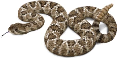 Mojave Rattlesnake — Mojave Rattlesnake with dark tail