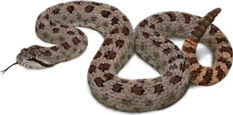 Twin-spotted Rattlesnake