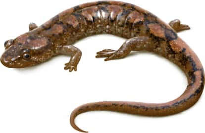 Cumberland Dusky Salamander