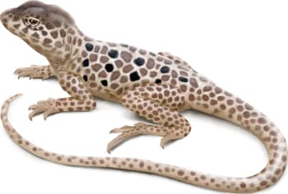 Reticulate Collared Lizard