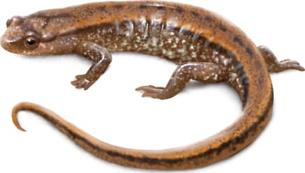 Seepage Salamander