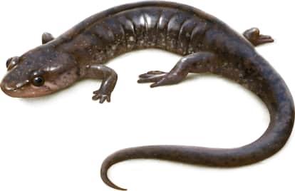 Apalachicola Dusky Salamander