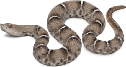 Ridge-nosed Rattlesnake — New Mexico Ridgenose Rattlesnake