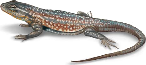 Common Side-blotched Lizard