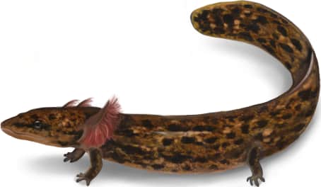 Red River Mudpuppy
