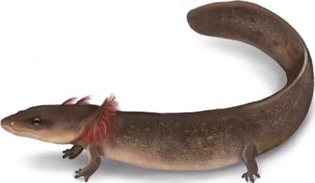 Dwarf Waterdog
