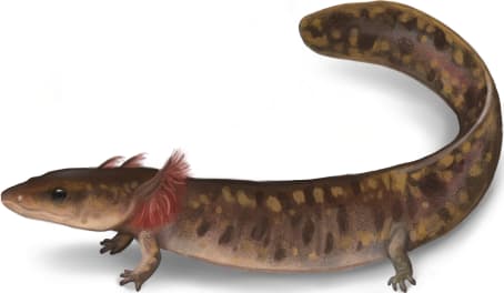 Apalachicola Waterdog