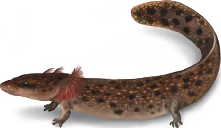 Alabama Waterdog