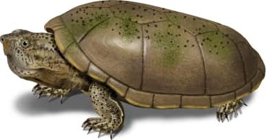 Flattened Musk Turtle