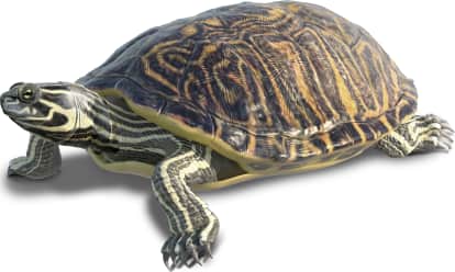 Peninsular Cooter