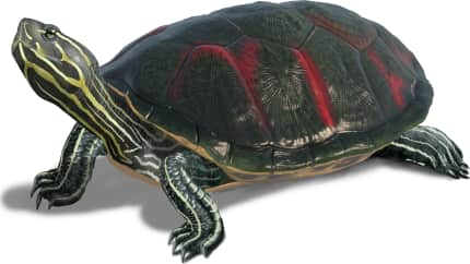 Florida Red-bellied Turtle