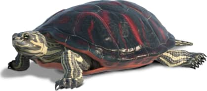 Northern Red-bellied Cooter
