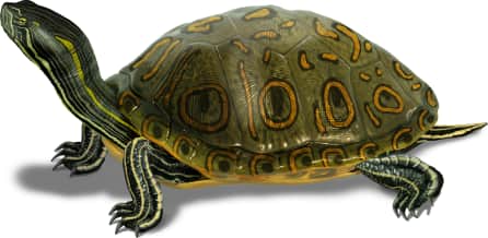 Mesoamerican Slider