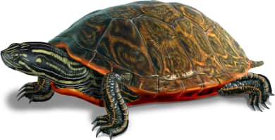 Rio Grande Cooter