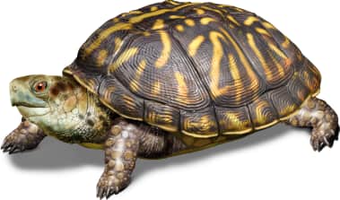 Ornate Box Turtle