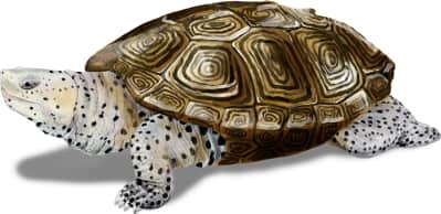 Diamondback Terrapin
