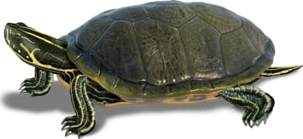 Alabama Red-bellied Cooter
