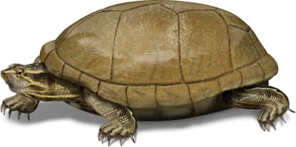 Eastern Mud Turtle