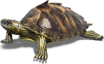 Texas Map Turtle