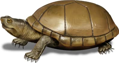 Arizona Mud Turtle
